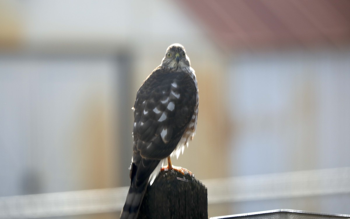 Sharp-shinned Hawk - ML646983987