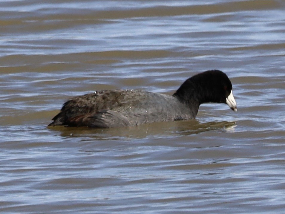 American Coot - ML646983995