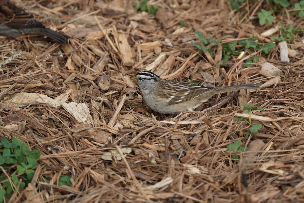 hvitkronespurv - ML646984000