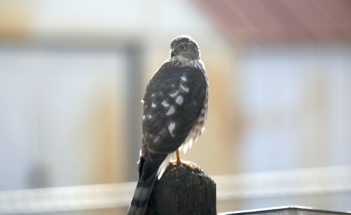 Sharp-shinned Hawk - ML646984001