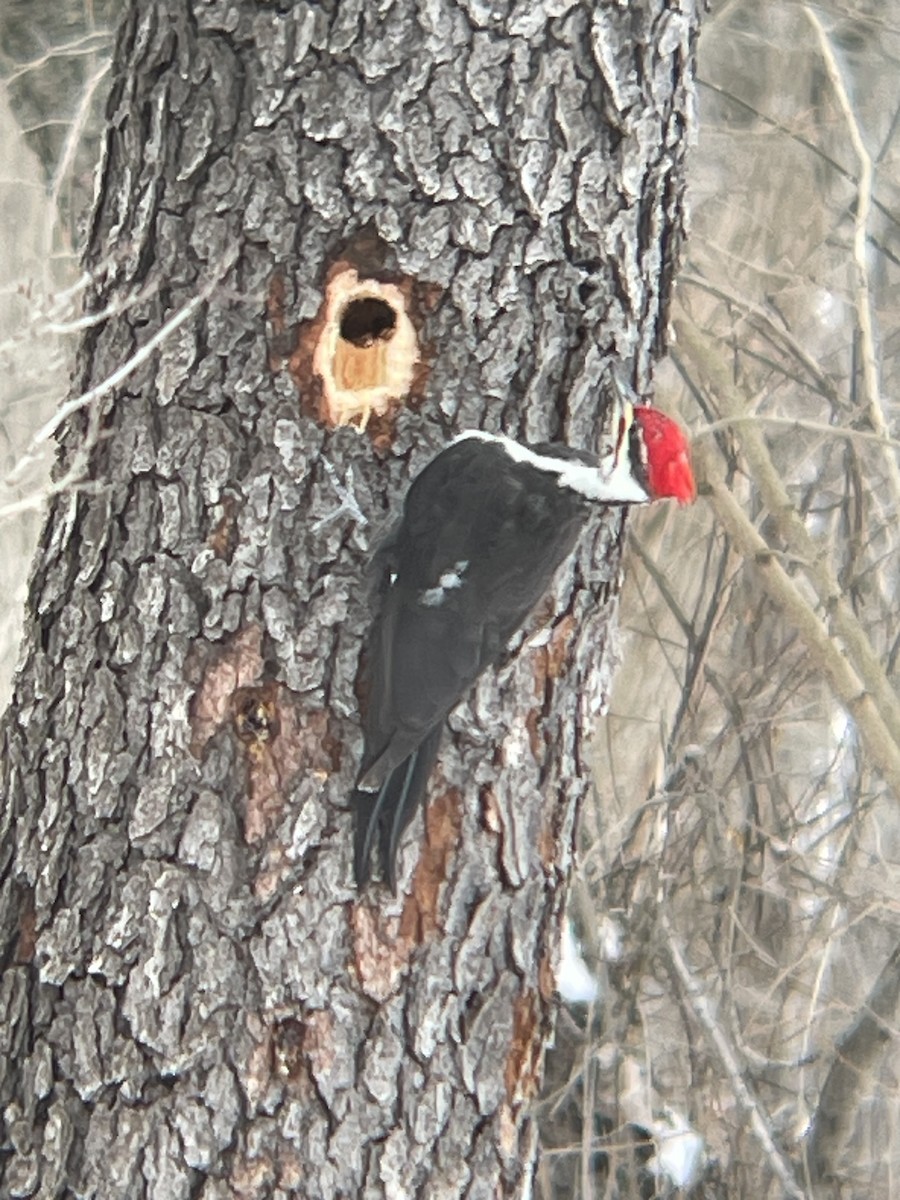 Pileated Woodpecker - ML646984002