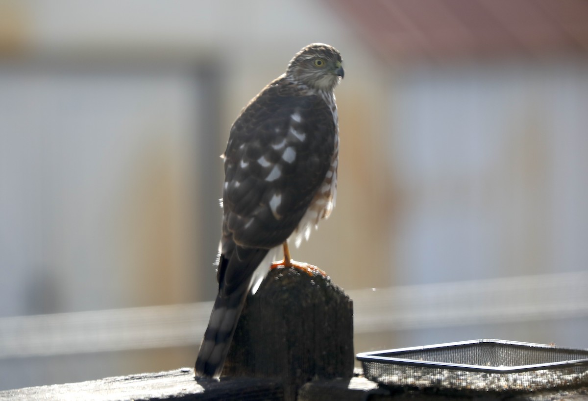 Sharp-shinned Hawk - ML646984003