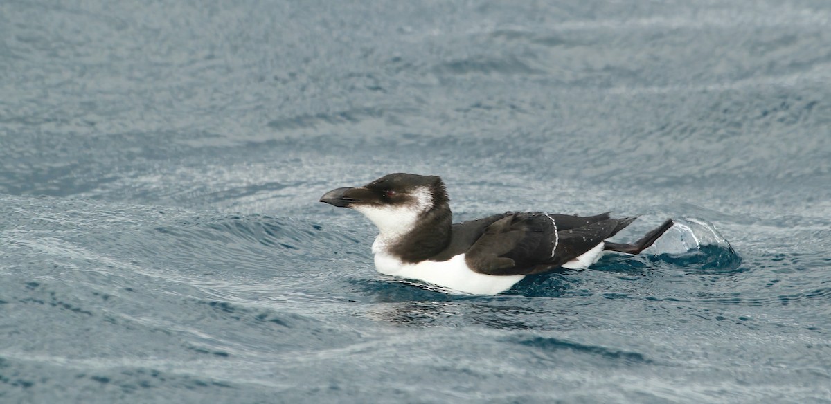 Гагарка мала - ML646984005