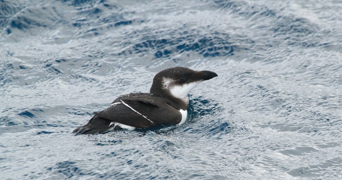 Гагарка мала - ML646984006