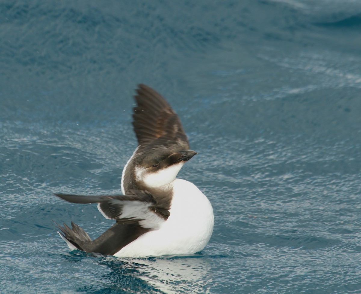 Гагарка мала - ML646984007