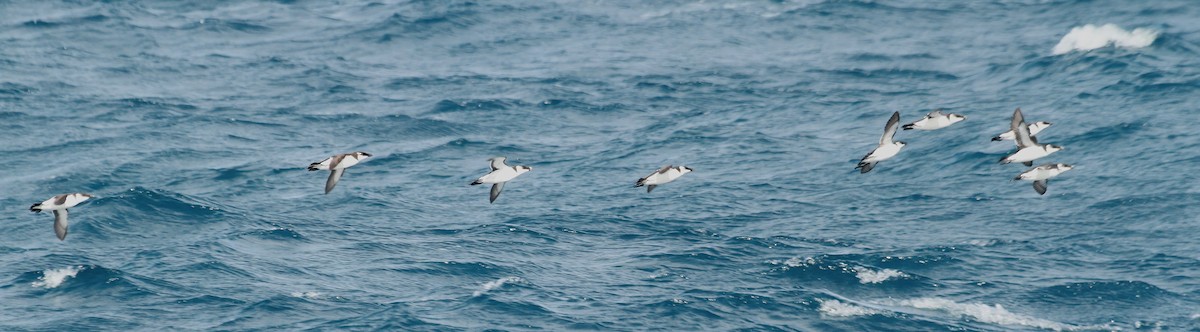 Гагарка мала - ML646984008