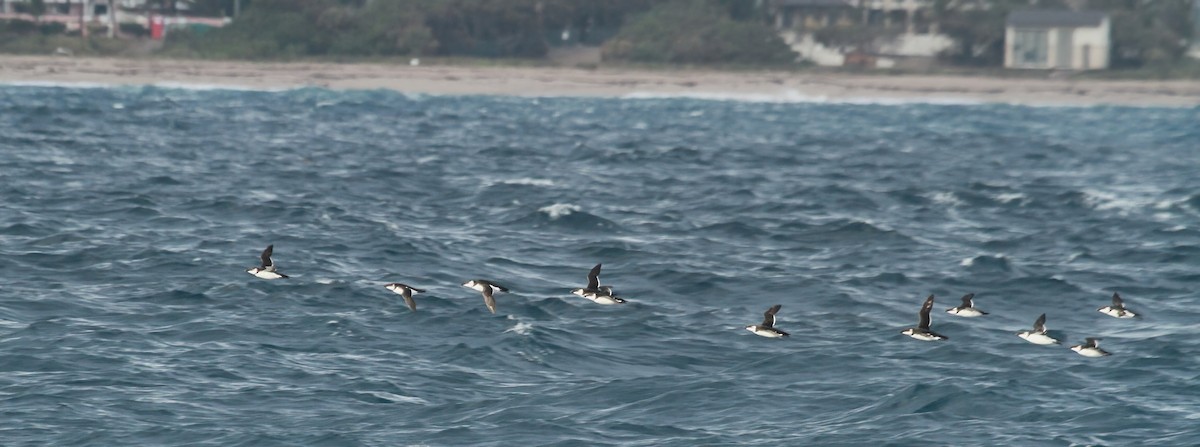 Гагарка мала - ML646984009