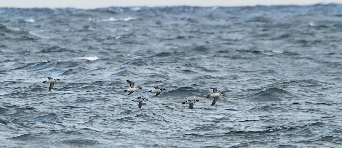 Гагарка мала - ML646984010