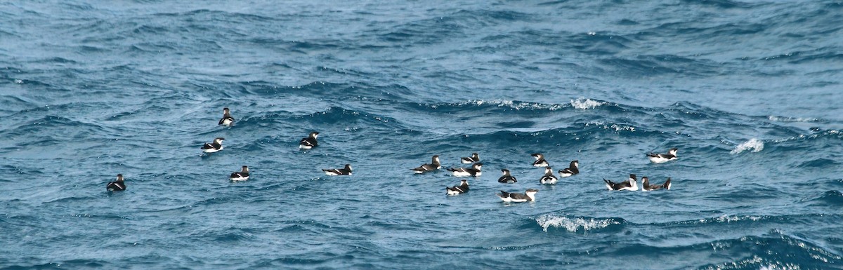 Гагарка мала - ML646984011