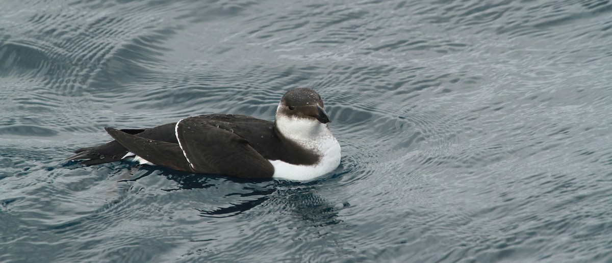 Гагарка мала - ML646984012