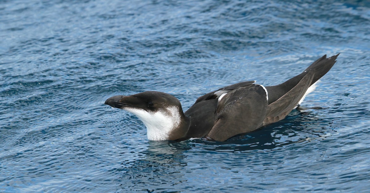 Гагарка мала - ML646984013