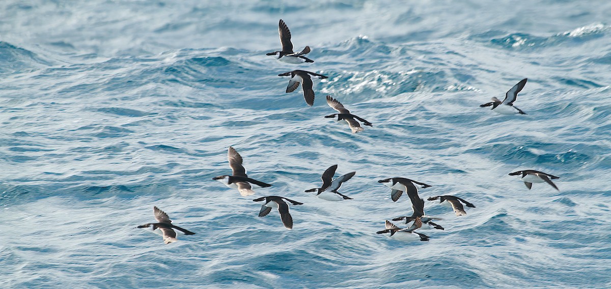 Гагарка мала - ML646984014