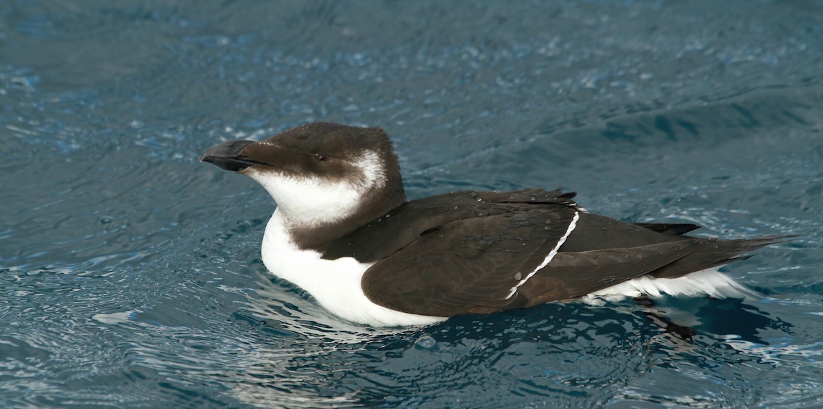 Гагарка мала - ML646984015