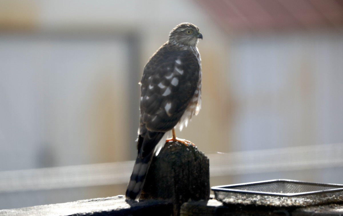 Sharp-shinned Hawk - ML646984016