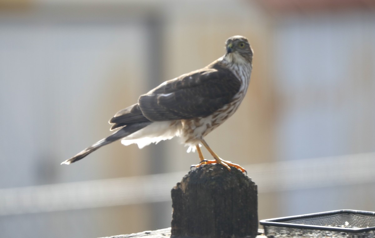 Sharp-shinned Hawk - ML646984020
