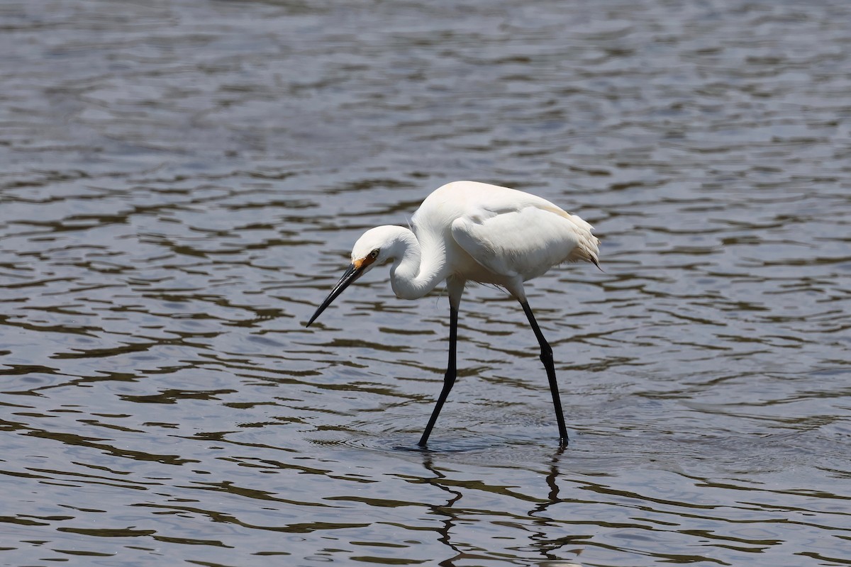 Garzetta - ML646984022