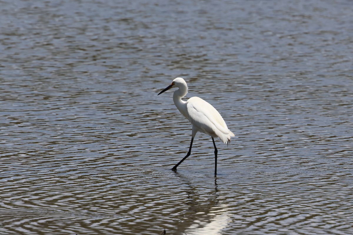 Garzetta - ML646984024