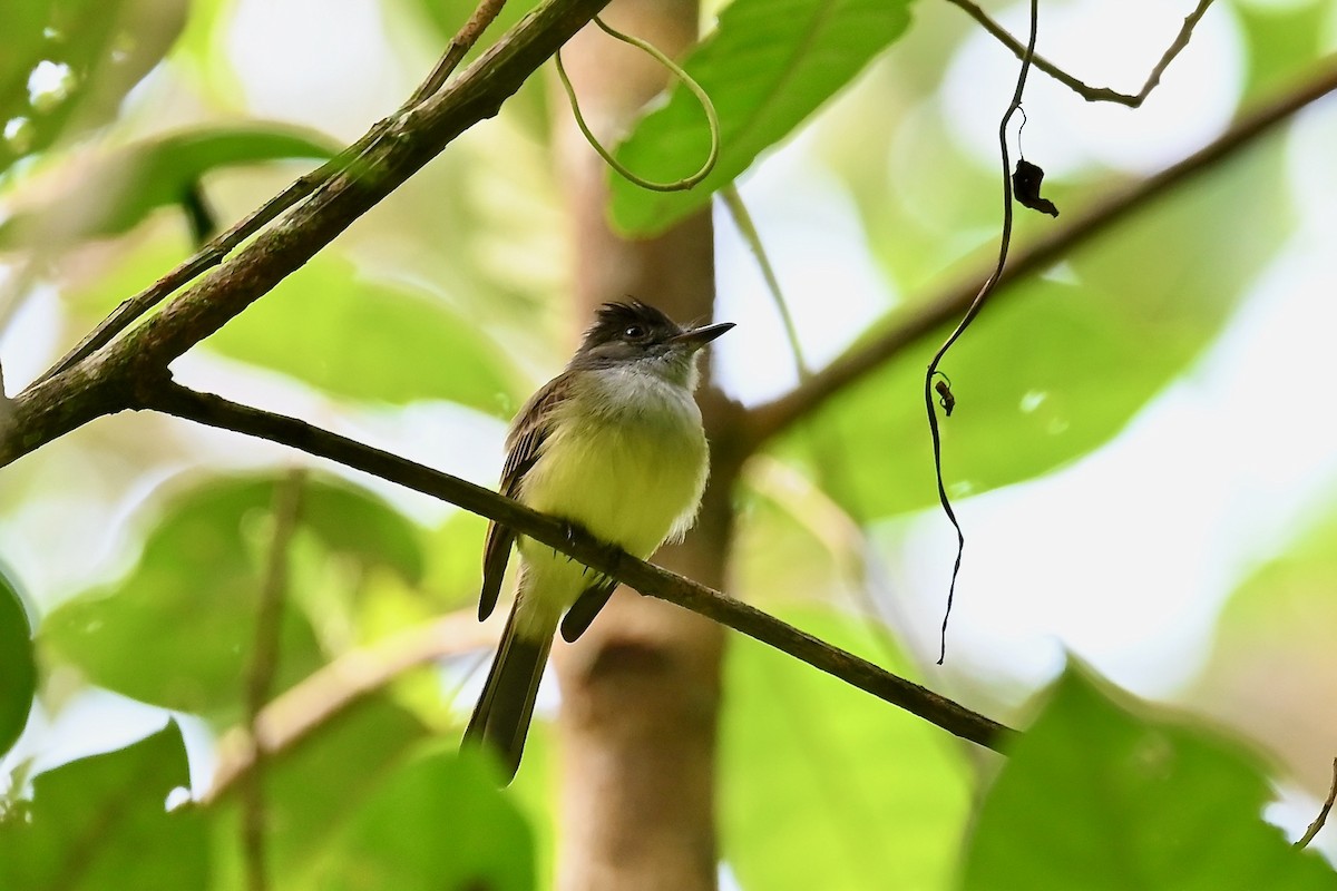 Копетон панамський - ML646984027