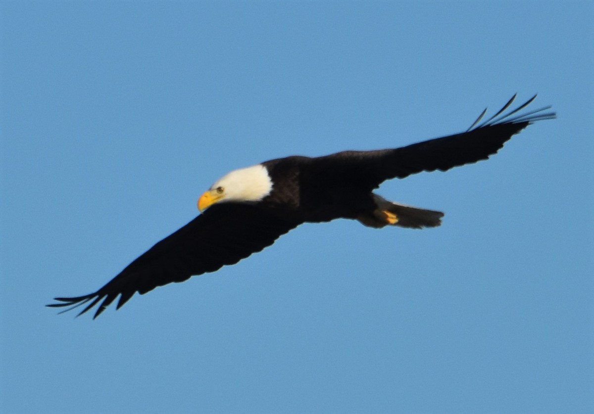 orel bělohlavý - ML646984028