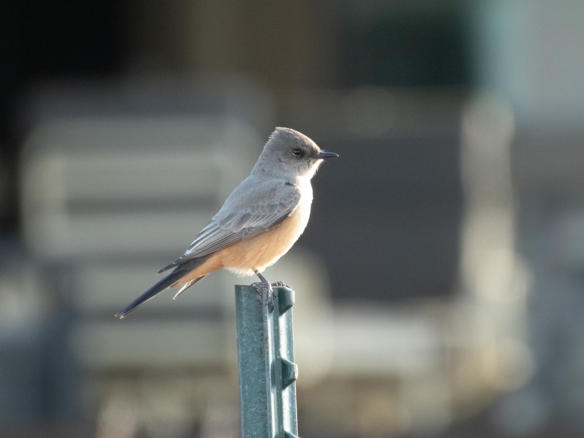 Say's Phoebe - ML646984029