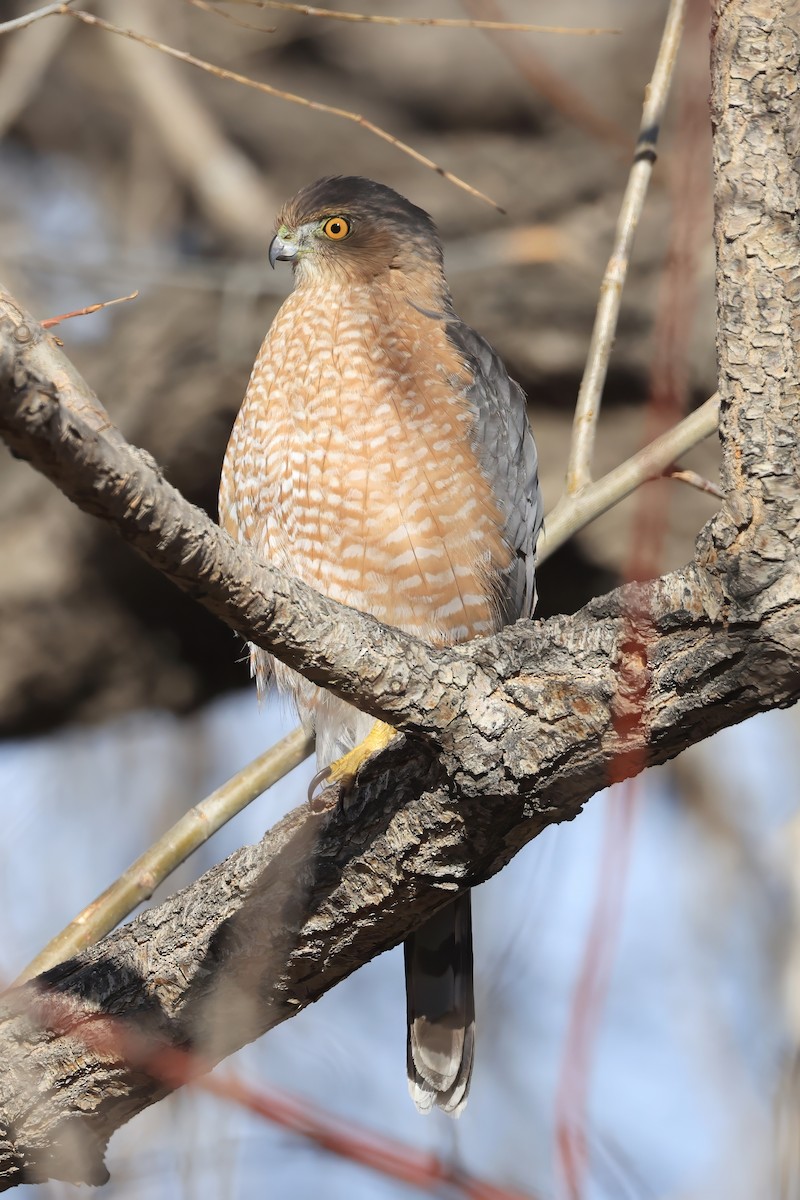 trostehauk - ML646984033