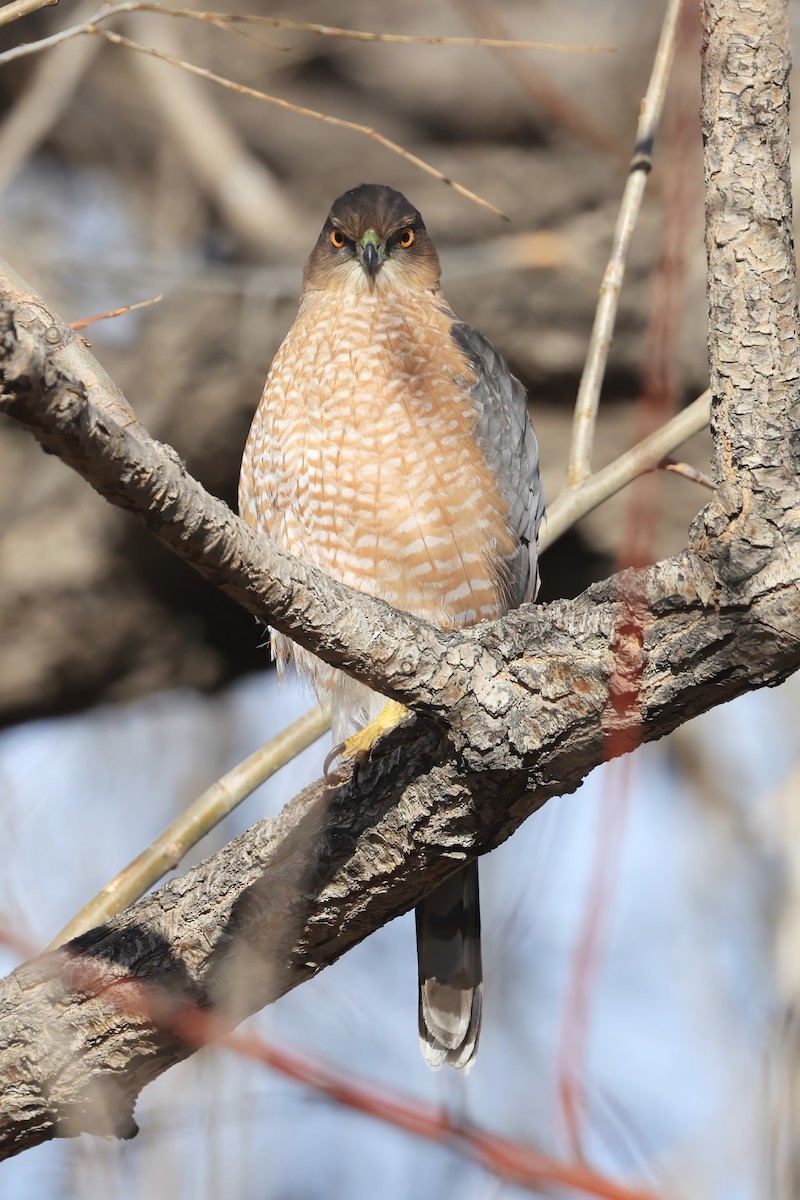 trostehauk - ML646984034