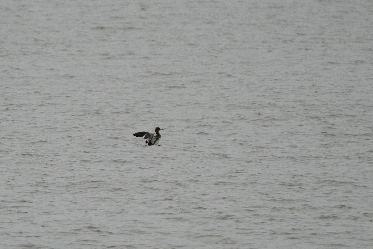 Red-breasted Merganser - ML646984035