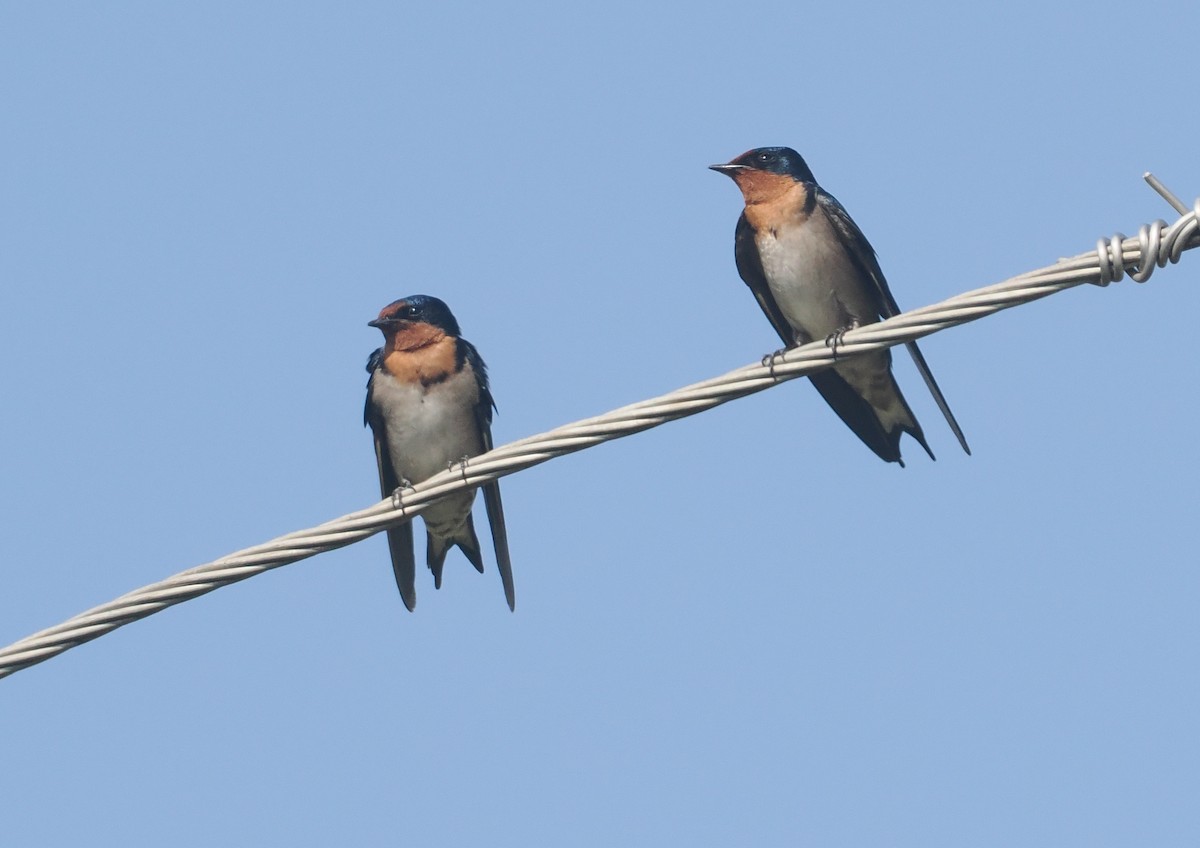 Golondrina Angoleña - ML646984042