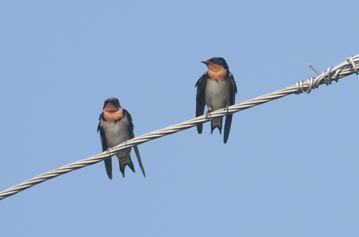 Golondrina Angoleña - ML646984043