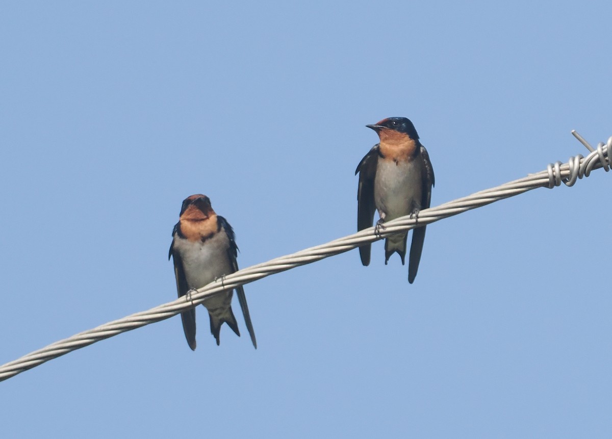 Golondrina Angoleña - ML646984044