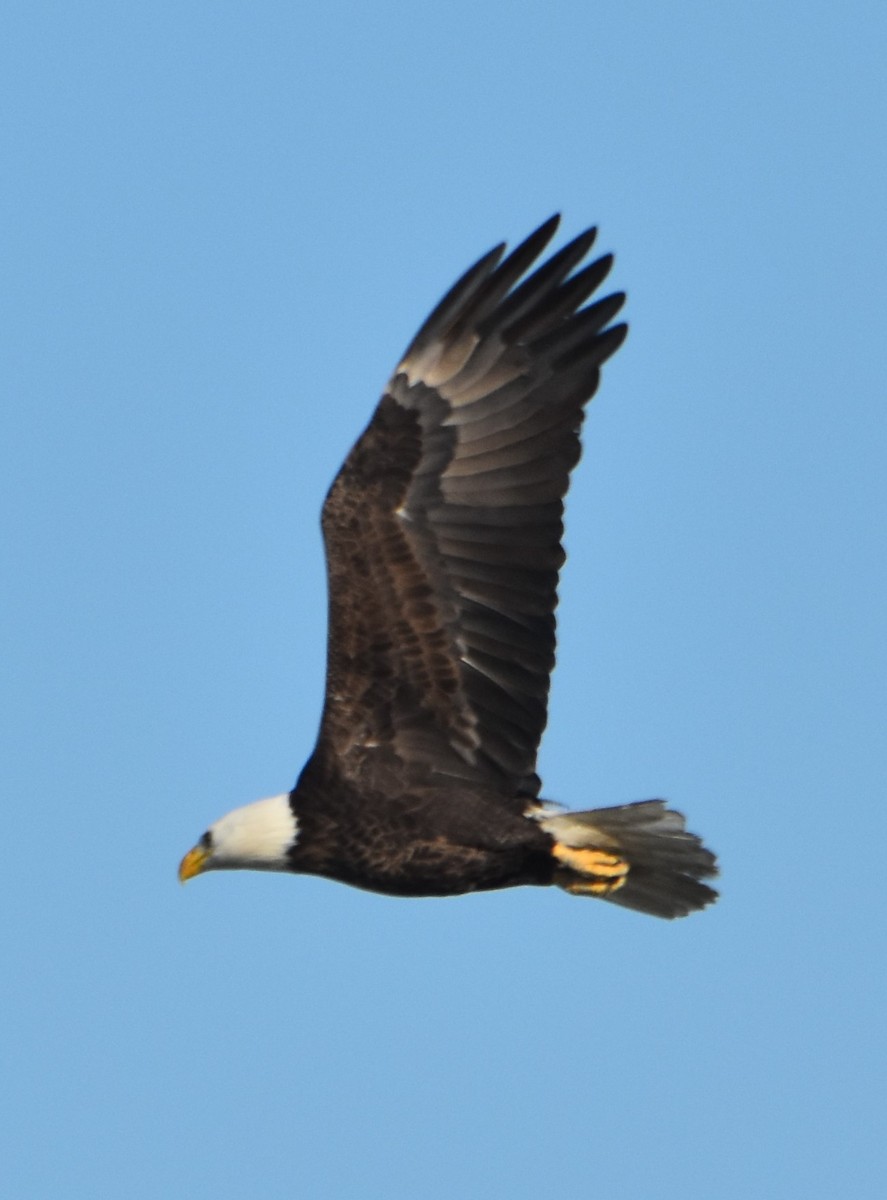 orel bělohlavý - ML646984053