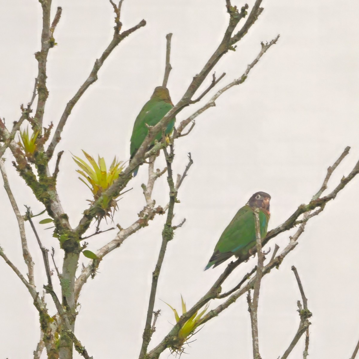 Brown-hooded Parrot - ML646984056