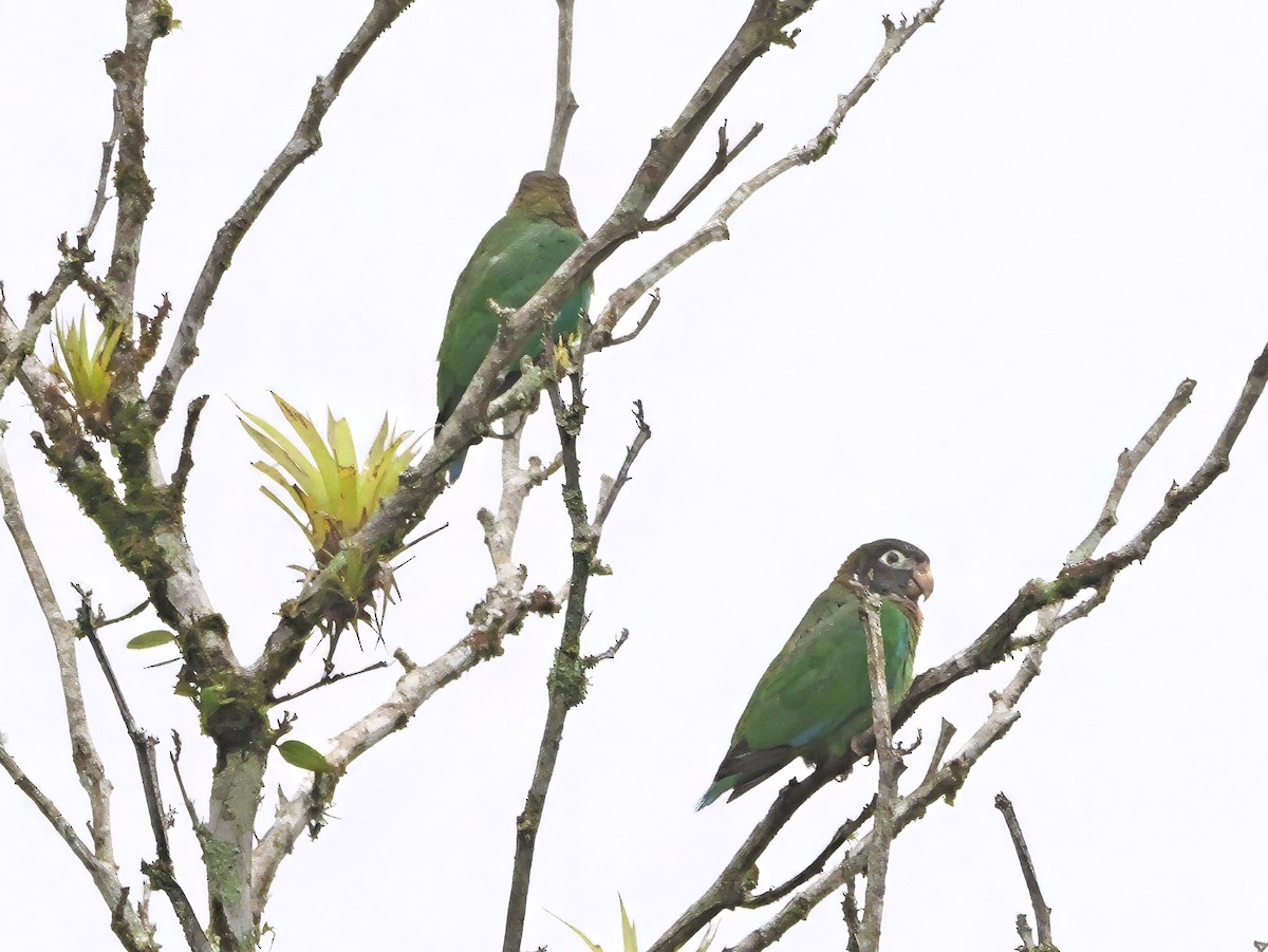 Brown-hooded Parrot - ML646984057