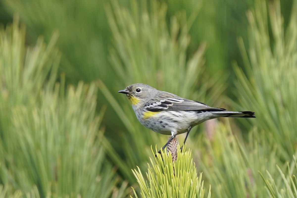 myrteparula - ML646984058