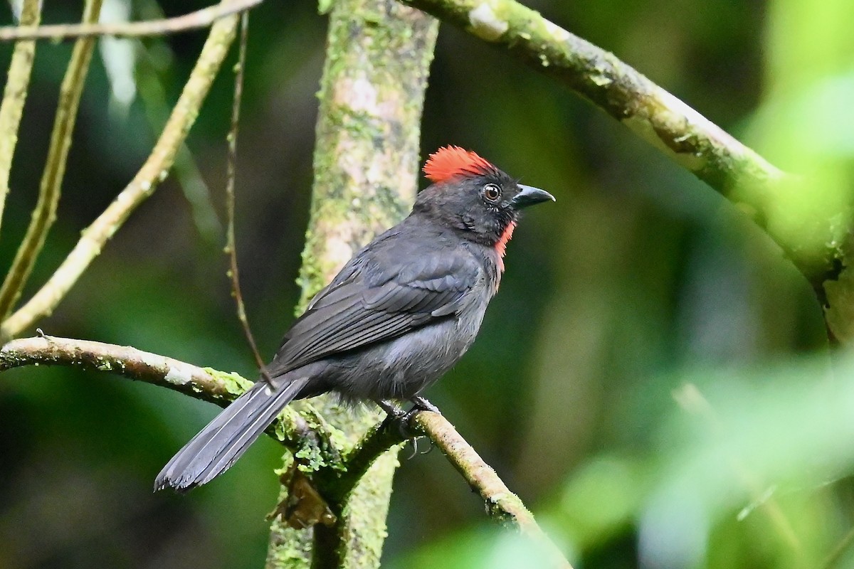 Габія колумбійська - ML646984059