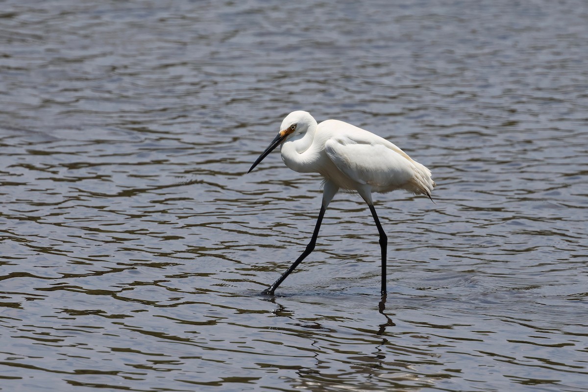 Garzetta - ML646984060