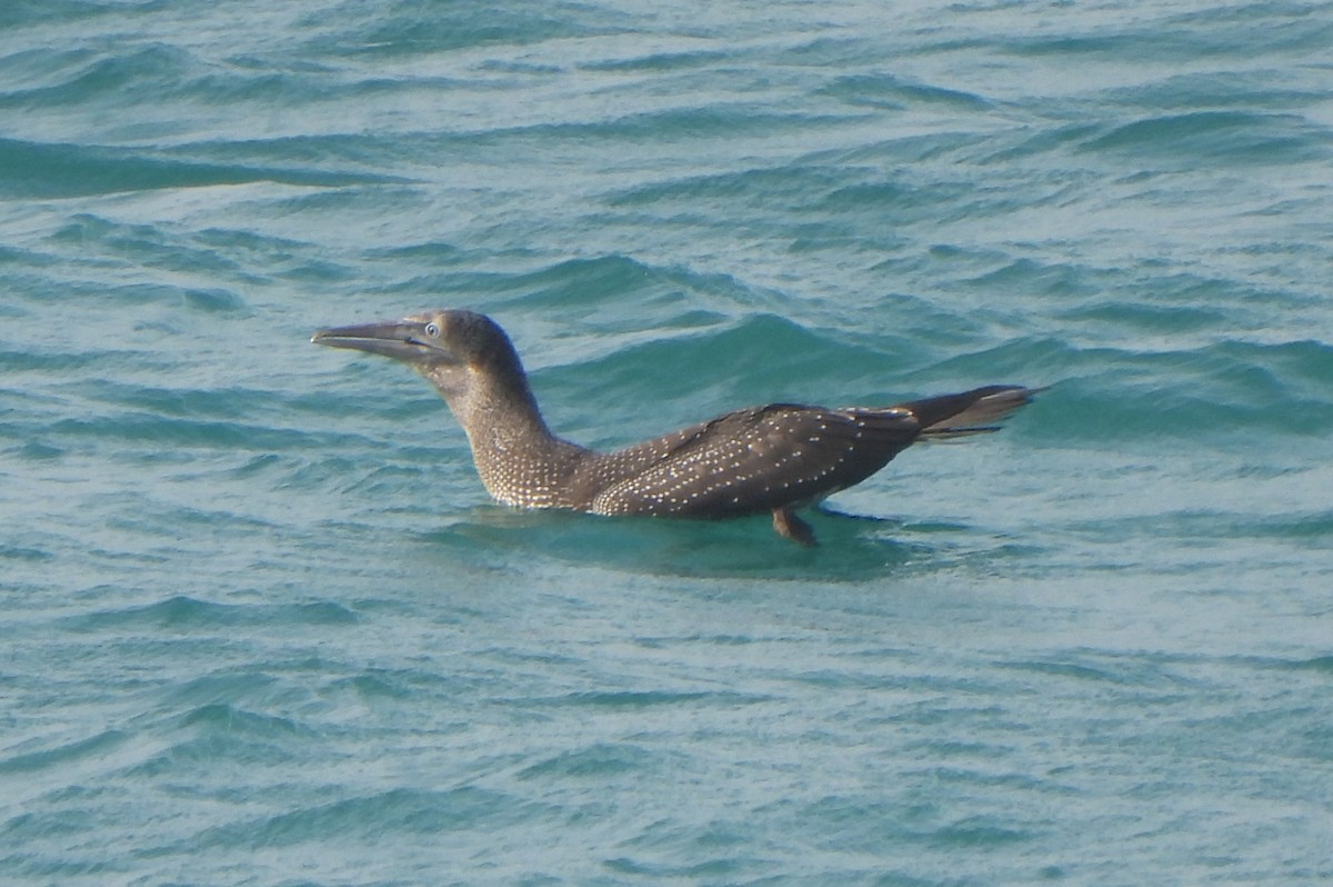 Северная олуша - ML646984061