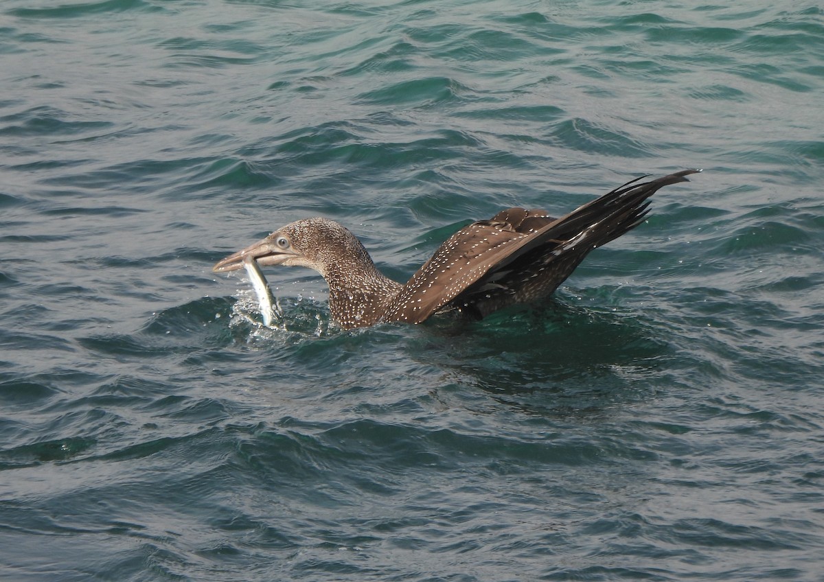 Северная олуша - ML646984063