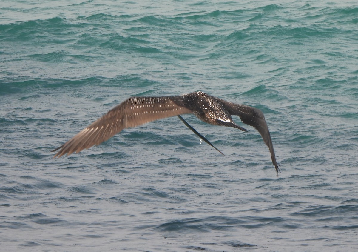 Северная олуша - ML646984064