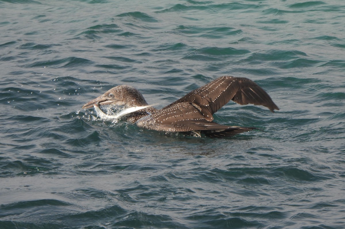 Северная олуша - ML646984065