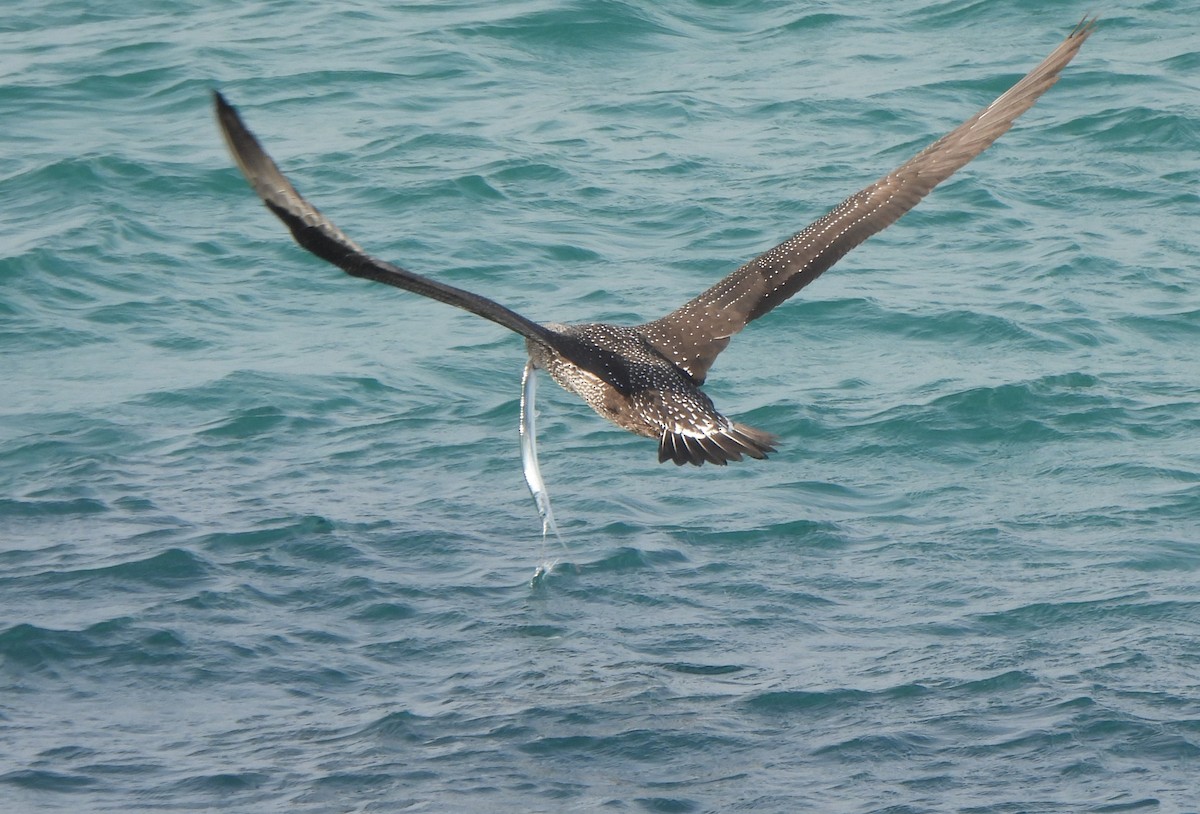 Северная олуша - ML646984066