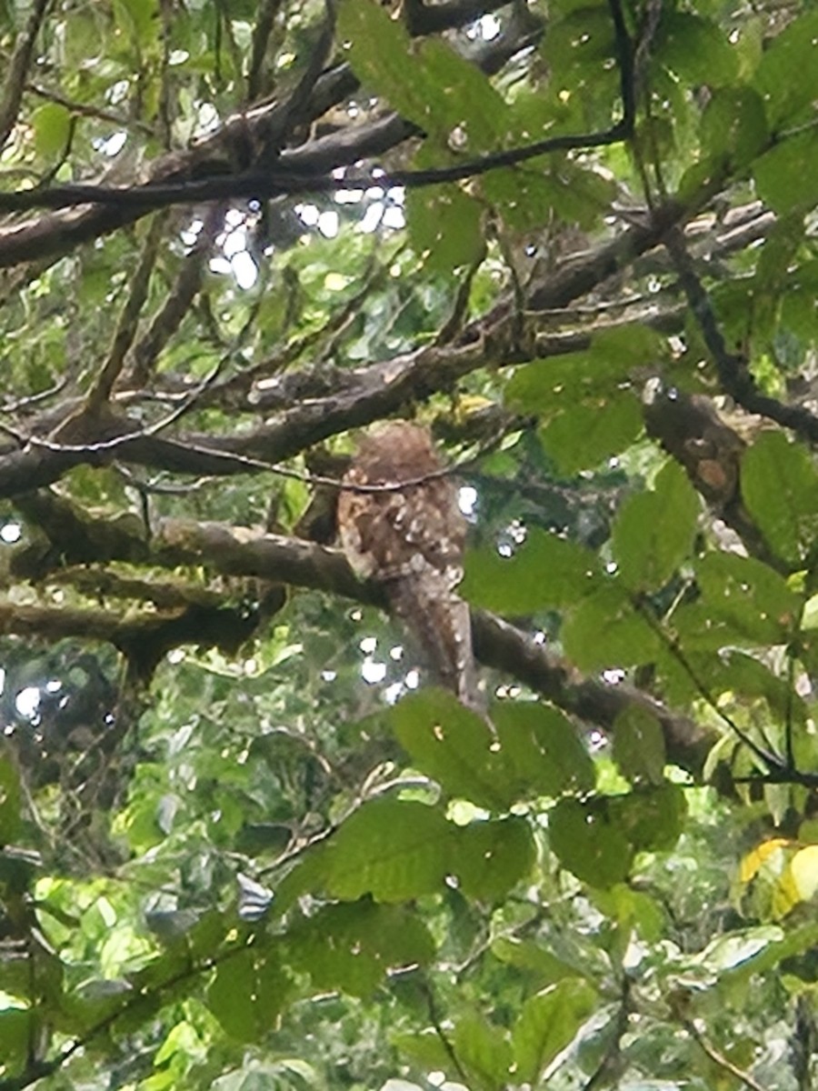 Great Potoo - ML646984074