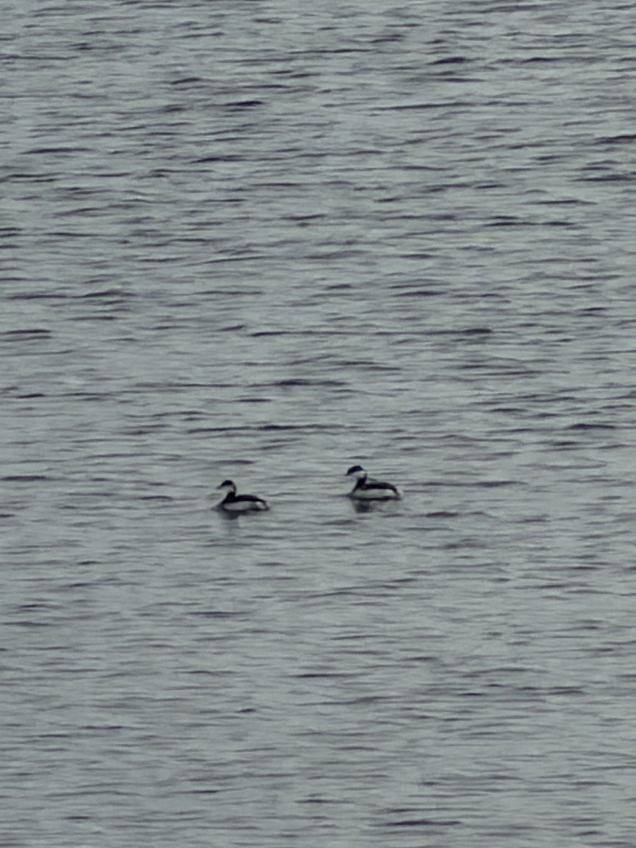 Horned Grebe - ML646984076