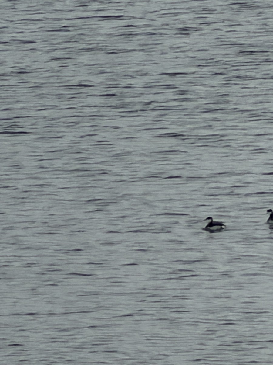 Horned Grebe - ML646984077