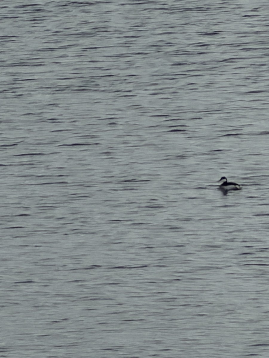 Horned Grebe - ML646984078