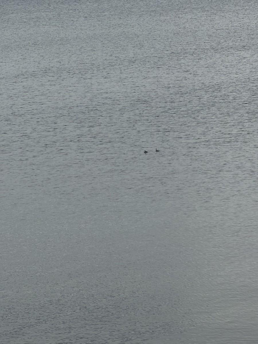 Horned Grebe - ML646984079