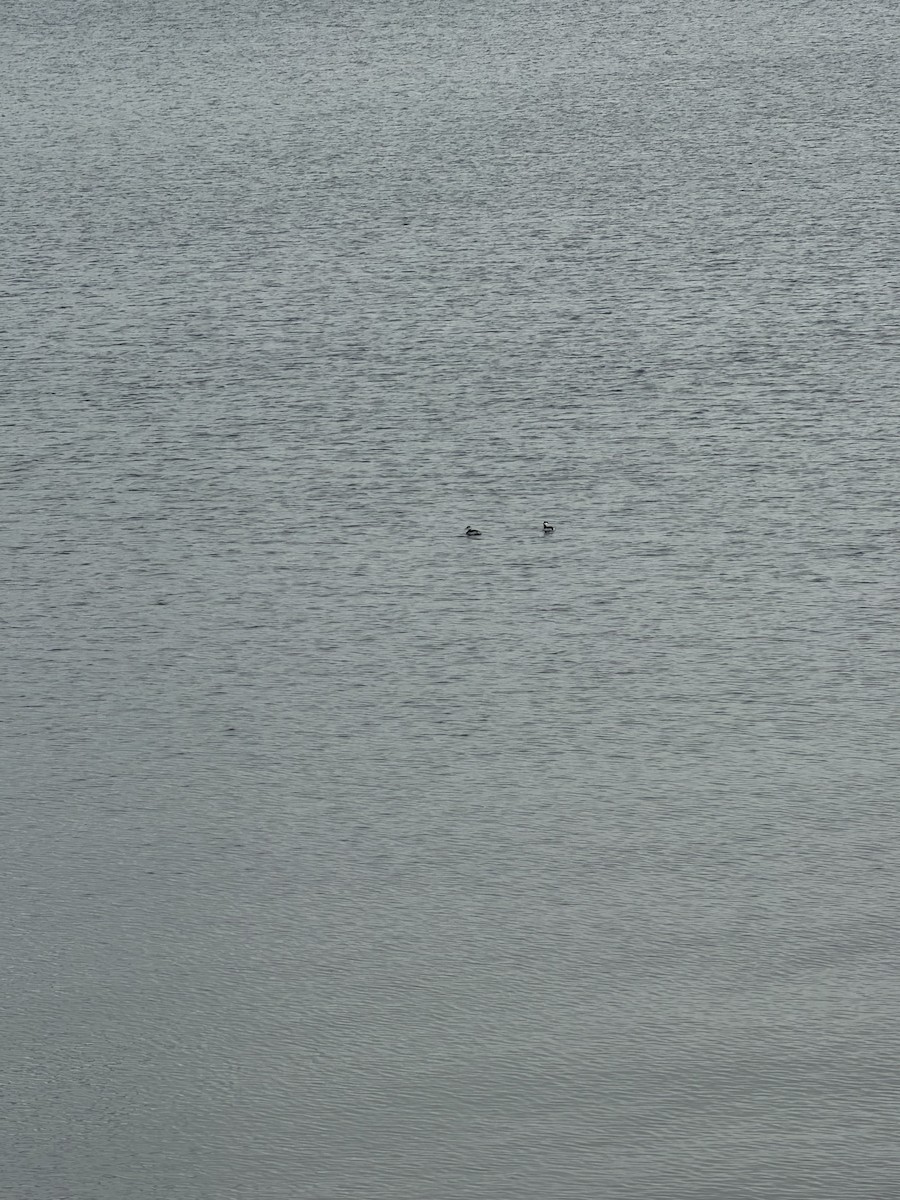 Horned Grebe - ML646984080