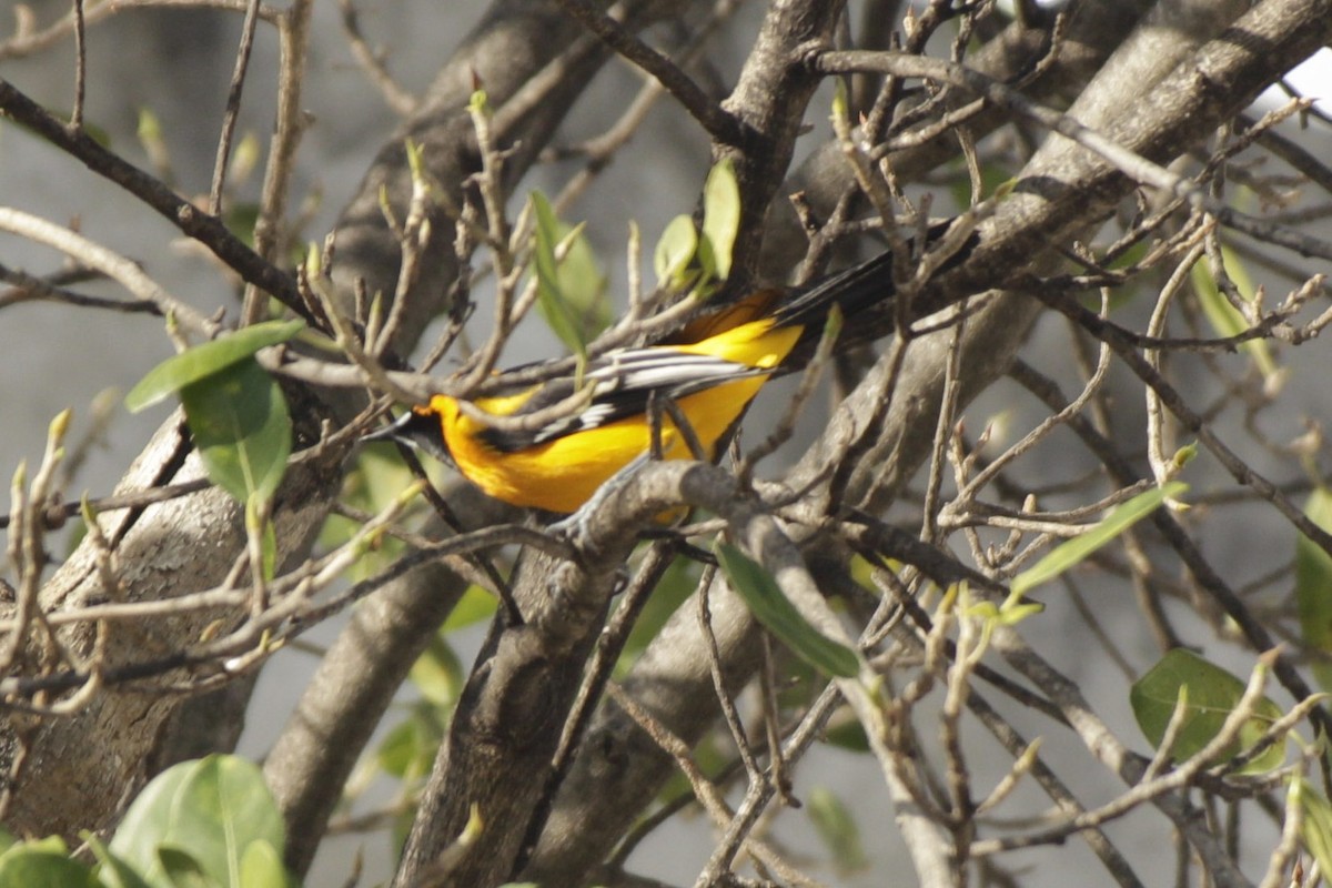 Altamira Oriole - ML646984081