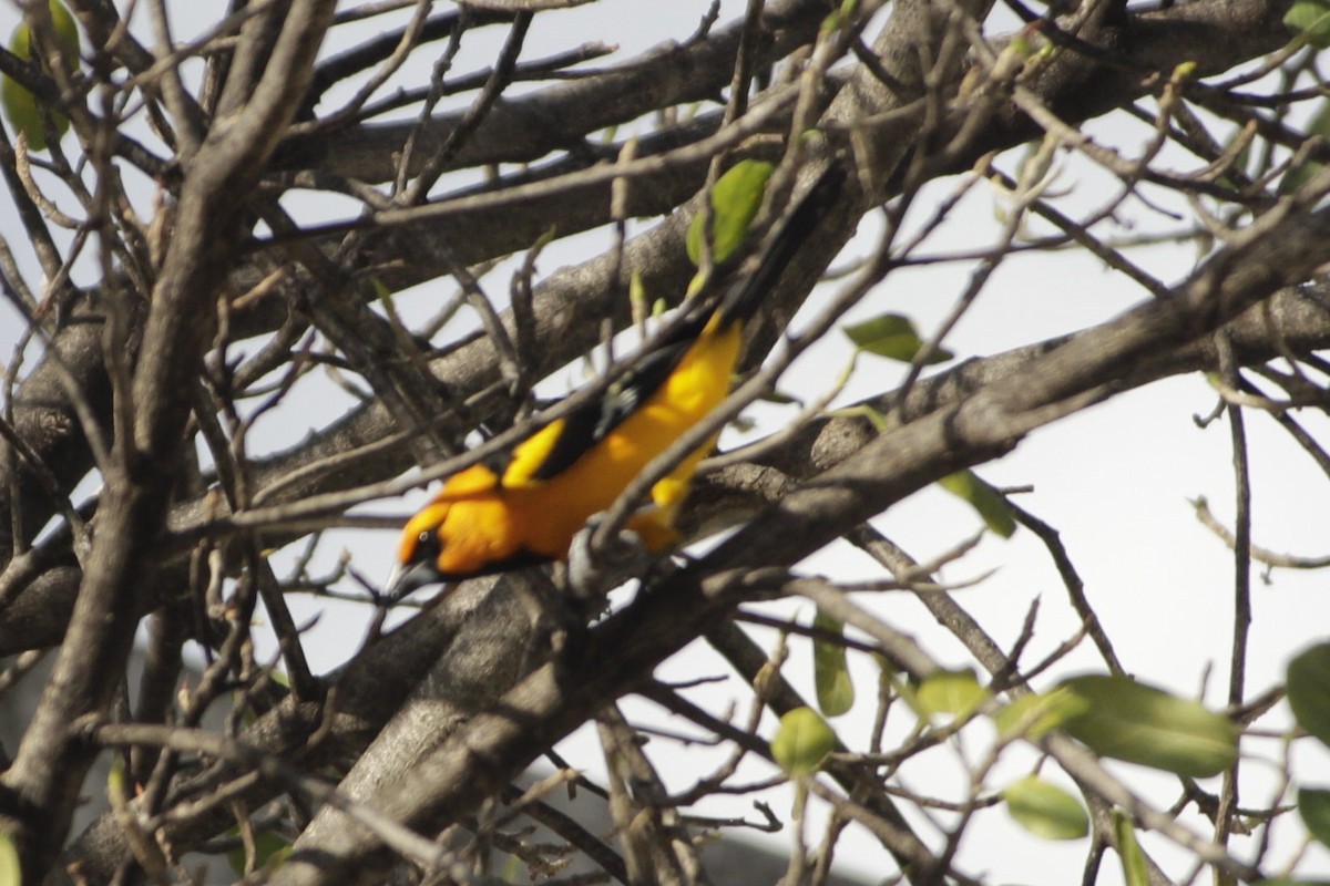 Altamira Oriole - ML646984082