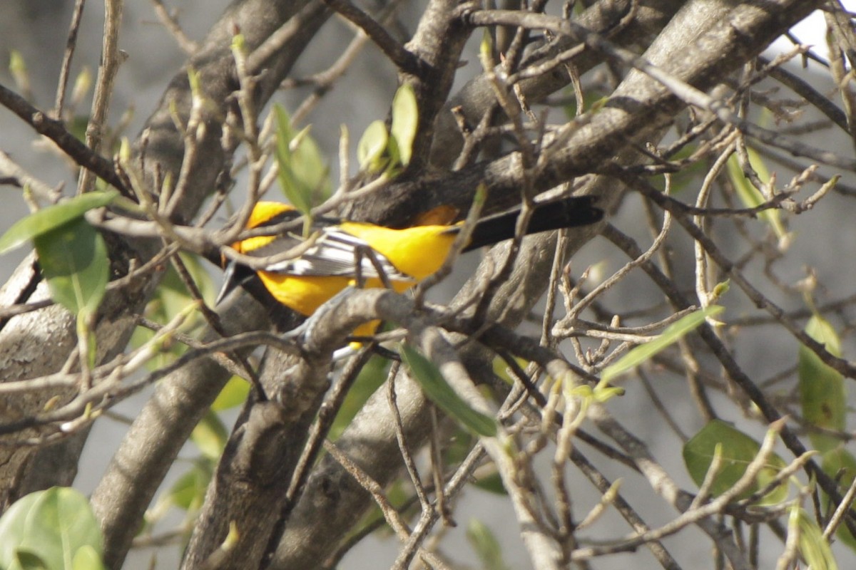 Altamira Oriole - ML646984083
